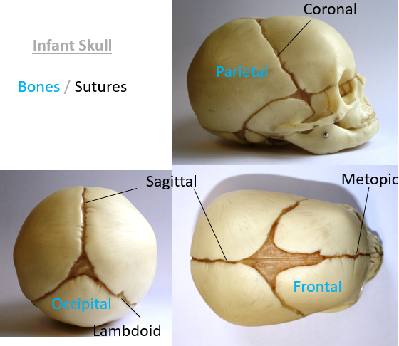 An image depicting the structure of a skull 